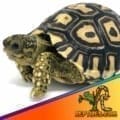 Giant south African leopard tortoise