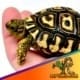 Giant South African leopard tortoise