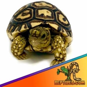 leopard tortoise