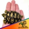 giant south African leopard tortoise price