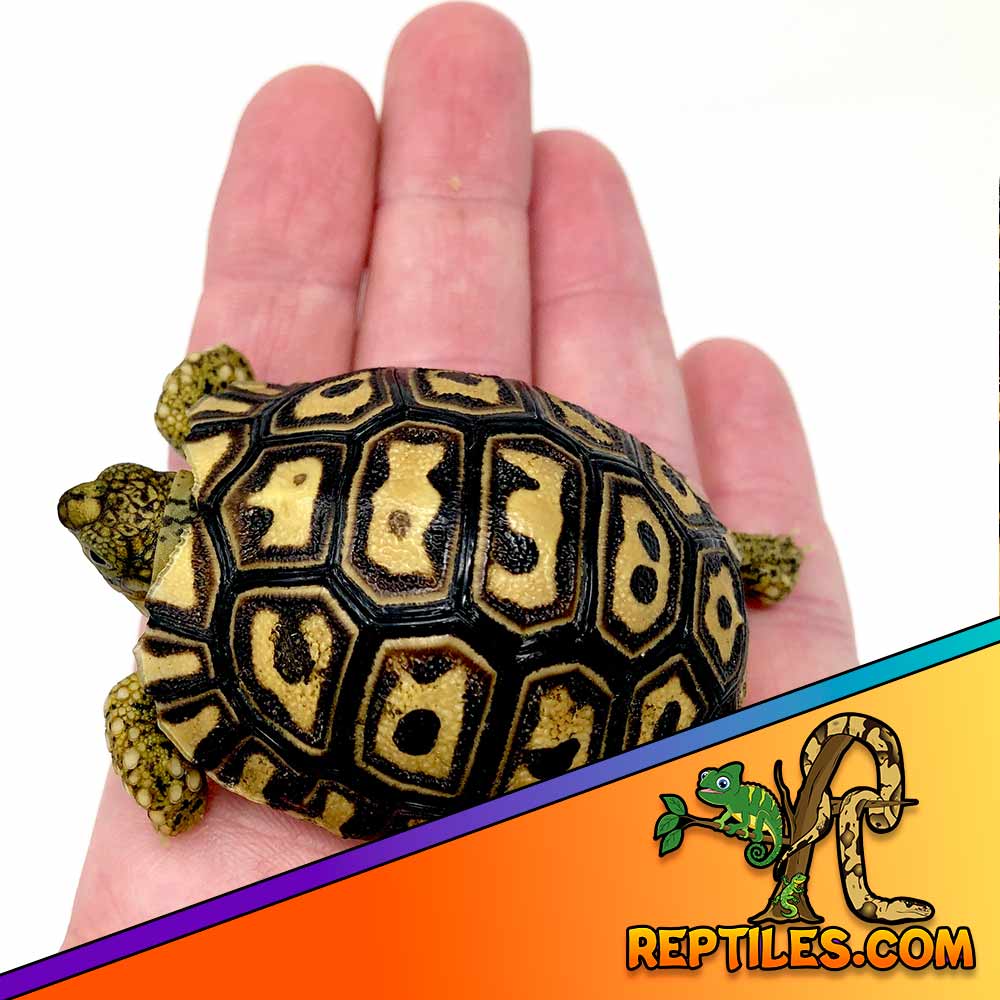 giant south African leopard tortoise price