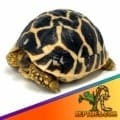 Indian Star tortoise