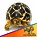 Indian Star tortoise for sale