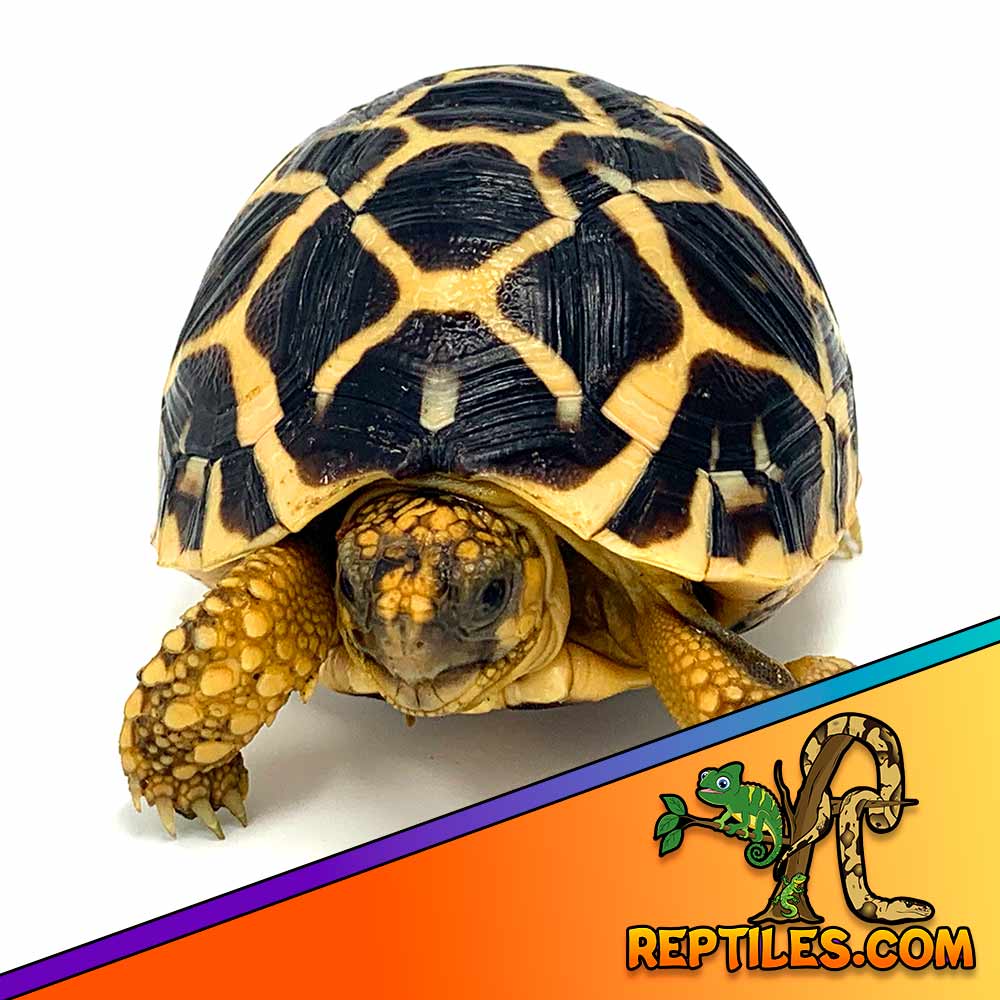 Indian Star tortoise size