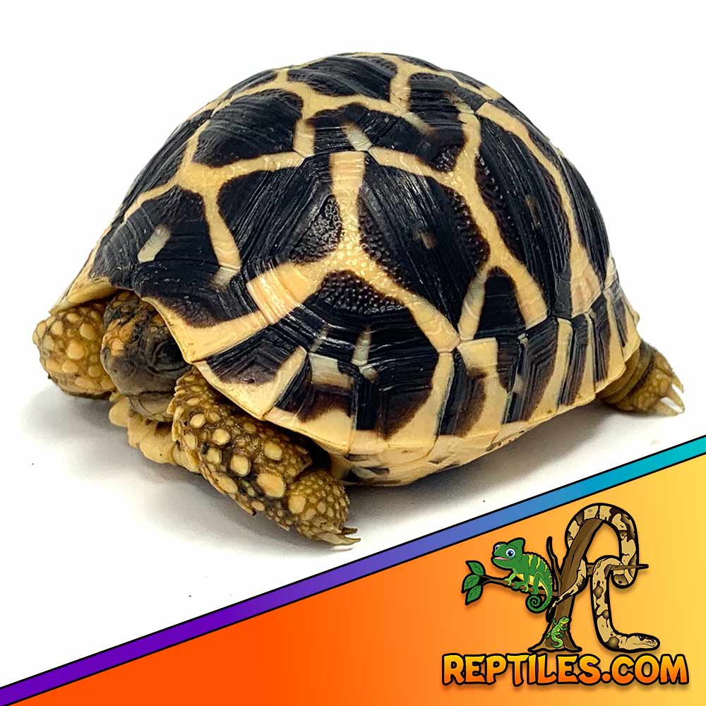 Indian Star tortoise care