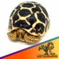 Indian Star tortoises for sale