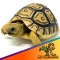 leopard tortoise