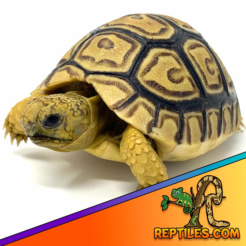 Ivory leopard tortoise for sale top