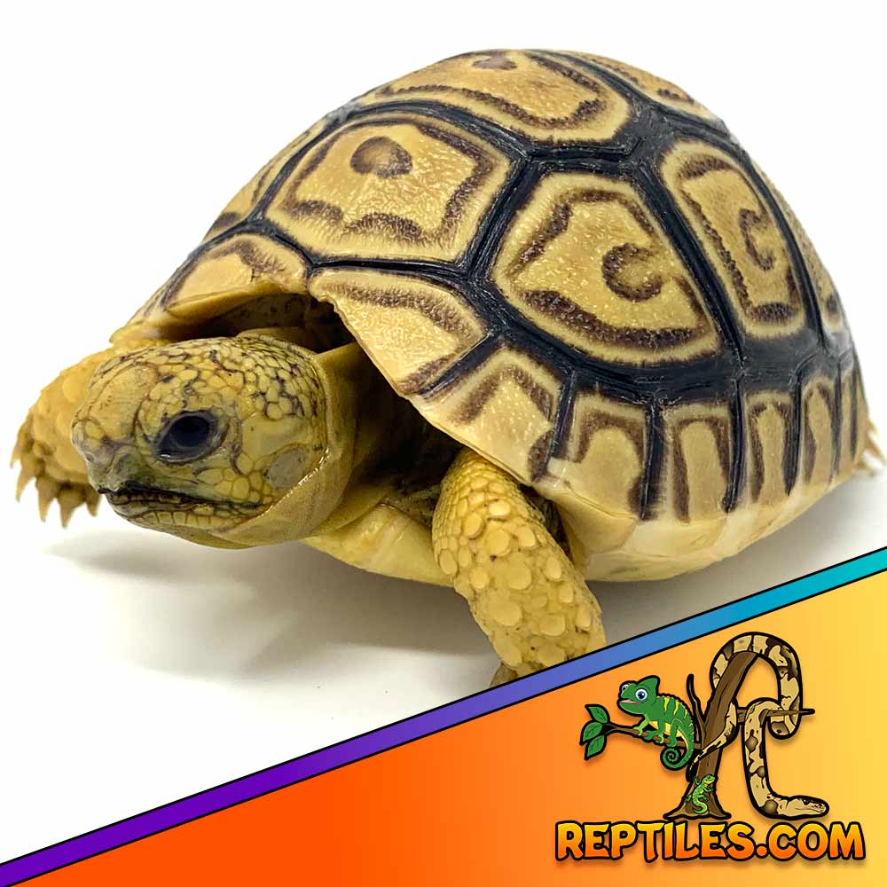 leopard tortoise