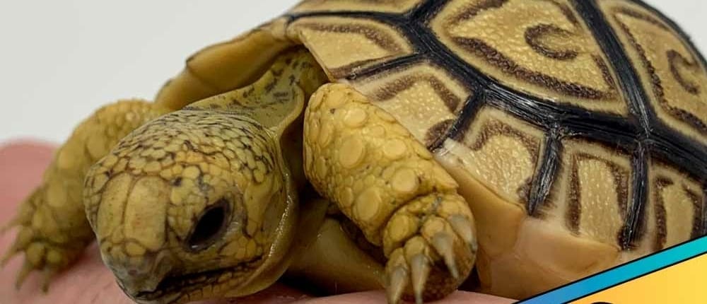 leopard tortoise for sale