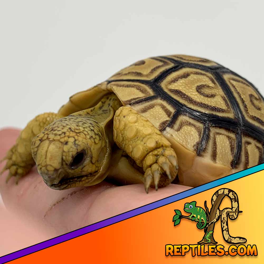 leopard tortoise care