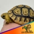 leopard tortoises for sale