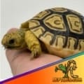 leopard tortoises for sale