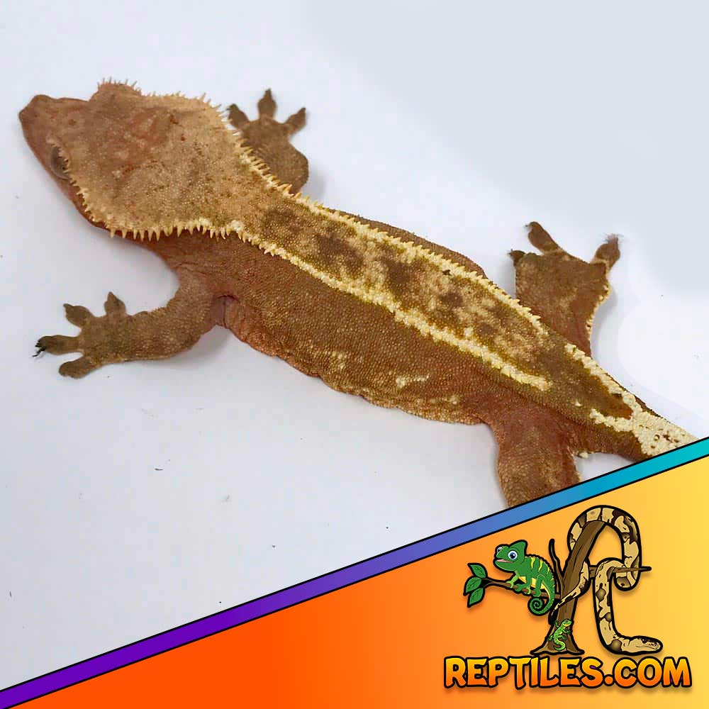 pinstripe crested gecko