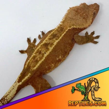 pinstripe crested geckos for sale