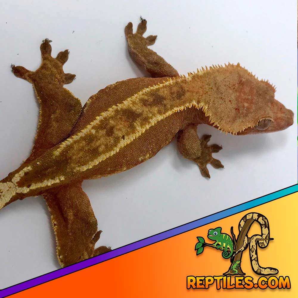 pinstriped crested gecko