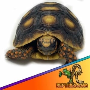 red footed tortoise sale