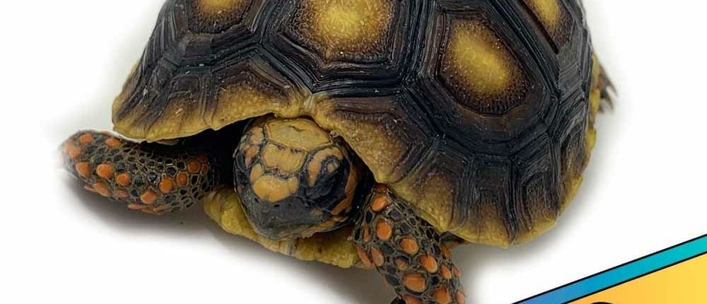 red footed tortoise for sale