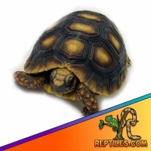 red foot tortoise sale