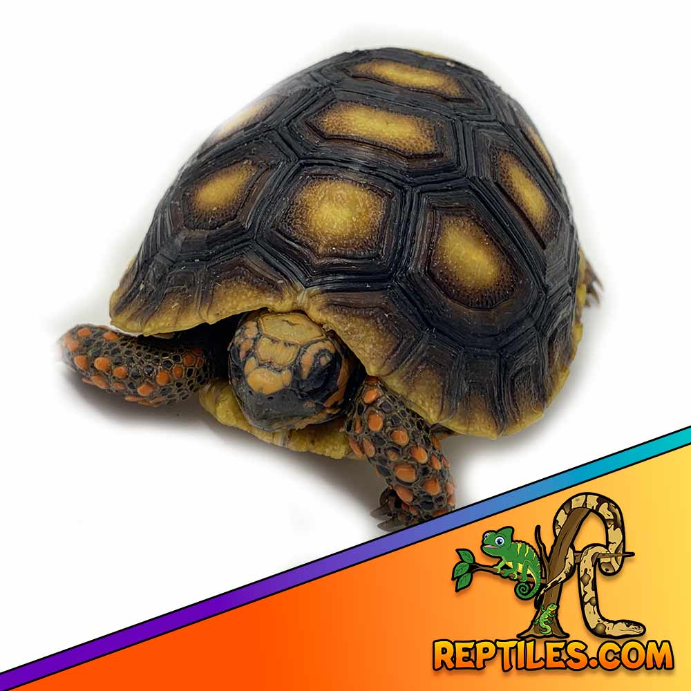 red footed tortoise