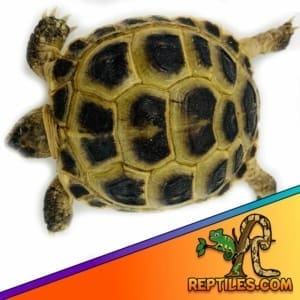 Russian tortoise for sale