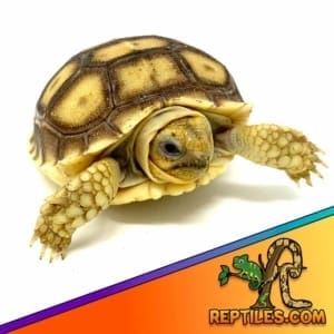 tortoises for sale