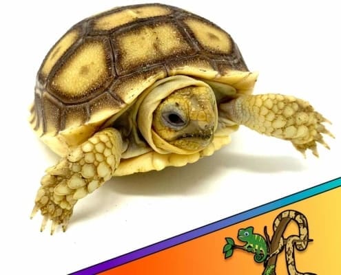 tortoises for sale