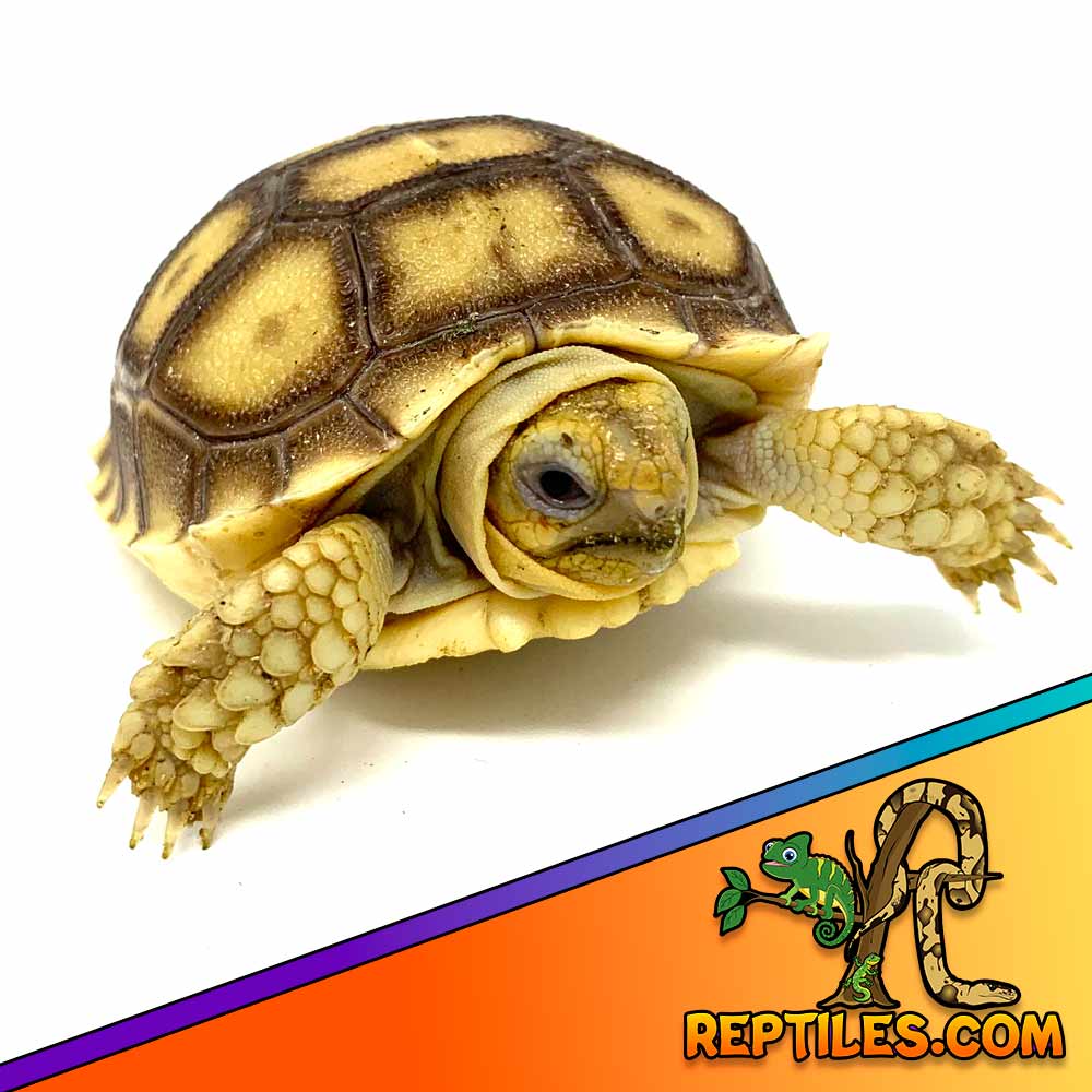 Sulcata tortoise care sheet