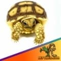 Sulcata tortoise for sale