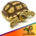 Sulcata tortoise for sale