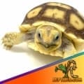 Sulcata tortoise Price