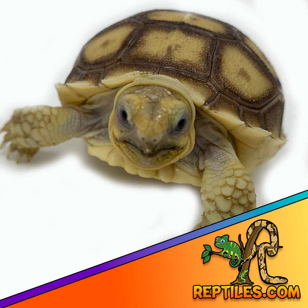 Sulcata tortoises for sale