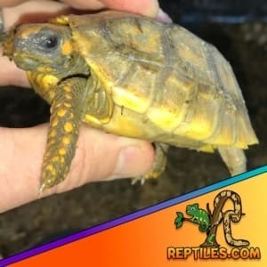 yellow footed tortoise for sale