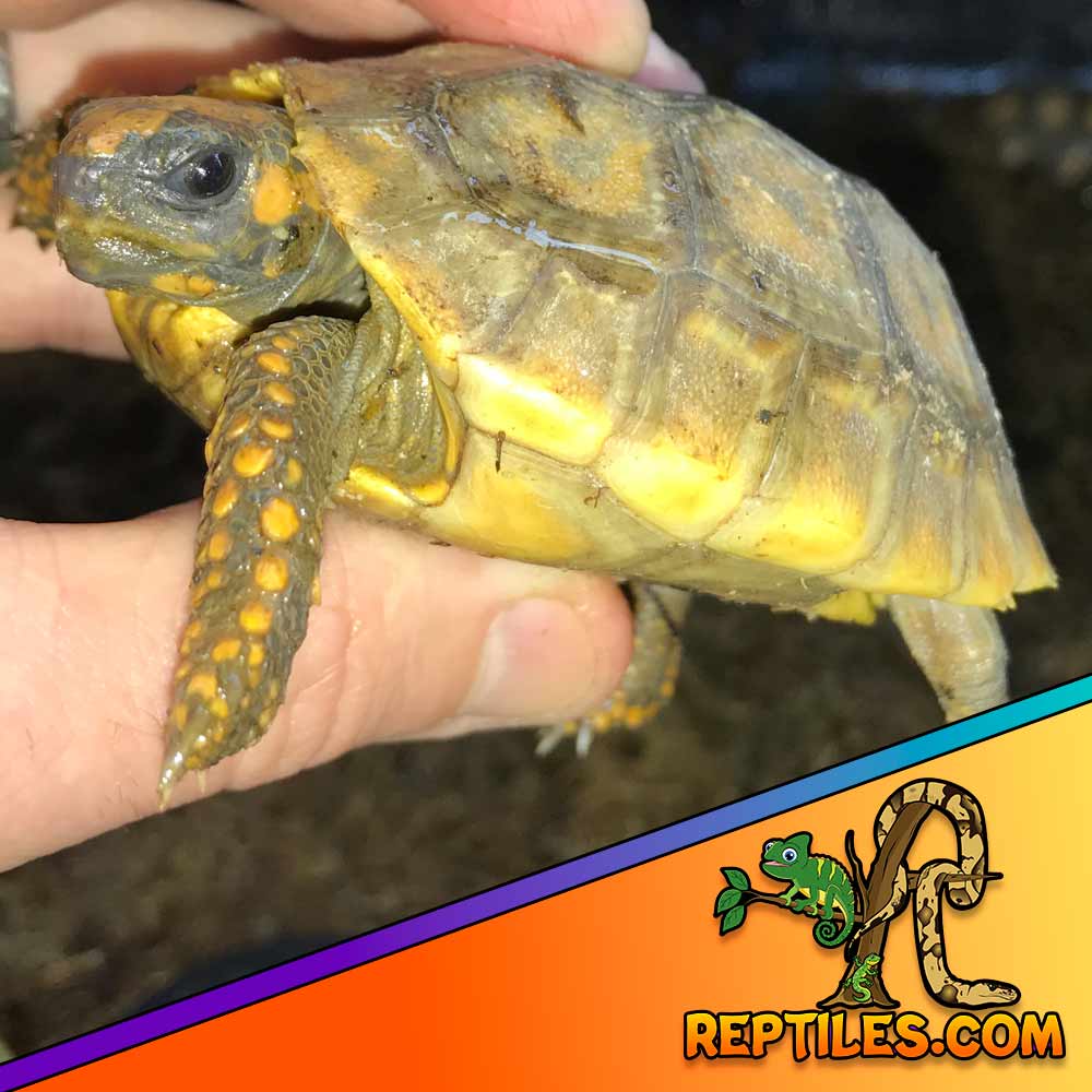 yellow footed tortoise