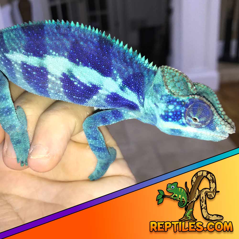 Adult Female Hypo Inferno Blue Bar Bearded Dragon - Exotic Reptiles for Sale