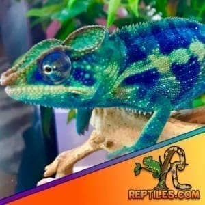 Ambanja panther chameleon