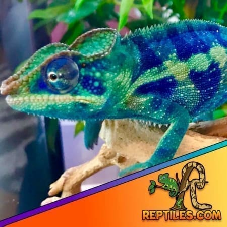 Ambanja panther chameleon