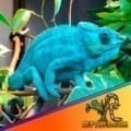 Nosy Be Panther Chameleon for sale