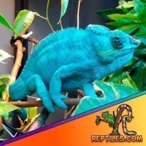 baby panther chameleon