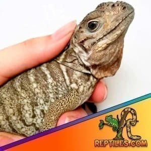 Rhinoceros Iguana for sale