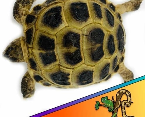 tortoises for sale