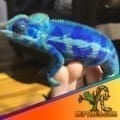 Ambanja panther chameleon