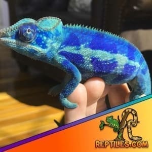 Ambanja Chameleon