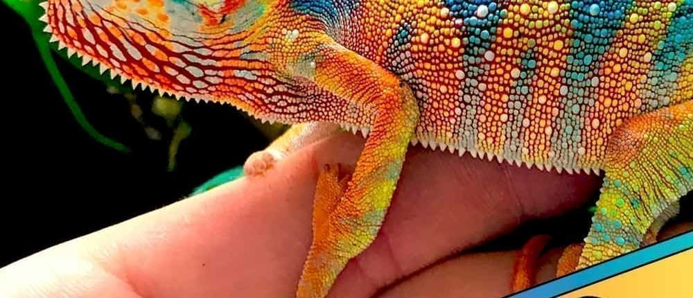 Ambilobe panther chameleon