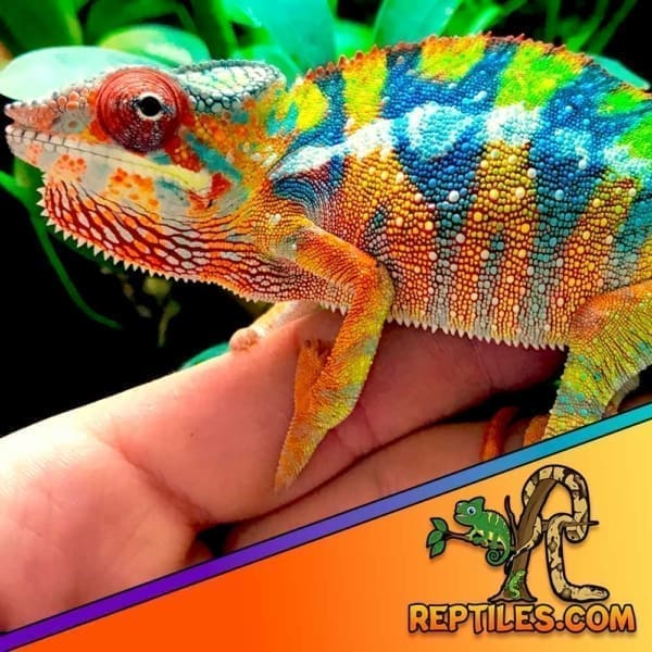 Ambilobe panther chameleon