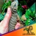 baby Rhino iguana for sale