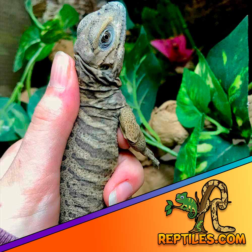 baby Rhino iguana