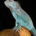 blue iguana