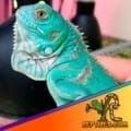 blue iguana for sale