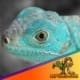 blue iguana for sale